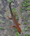 concinnatus - male, 18km north of Iquitos, Peru