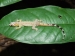 humeralis - male, Reserva Extrativista Riozinho da Liberdade, Acre, Brazil